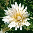 하얀민들레 이미지