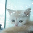 구미도로시 이미지