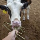 두정목장 이미지