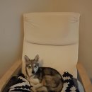 콜드베이켄넬 이미지