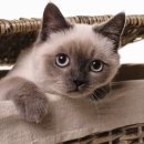 소나무동물메디컬 센터 이미지