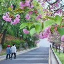캠퍼스 | [공지] 서울근교 수원 겹벚꽃명소 경희대 국제캠퍼스 야경 실시간 후기