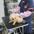 마이펫 애견 미용 이미지