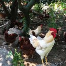 오탄농장 이미지