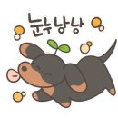 댕댕샤워 이미지