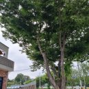 상림숯불갈비 이미지