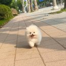 나눔펫책임분양소강아지분양 - 김포시 김포한강9로 113 | 나눔펫책임분양소강아지분양