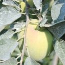 은재농원 이미지