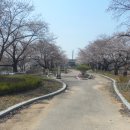 23.3/29 만경강변 벚꽃 둘러보기 60km 라이딩 이미지