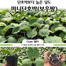 농업회사법인 양지부화장(주) | 미니 단호박(보우짱 모종 구입)