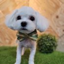 도그 애견미용실 이미지