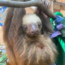 나무늘보 이미지