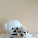 애기 강아지 반려견전문샵 이미지