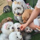 조이댕댕 | 대구 근교 애견카페 칠곡 지천면 대관 캠핑이 가능한 찰리와 댕댕월드 방문 솔직후기