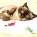 고양이 - 동해시 한섬로 128 | 고양이