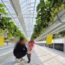 번개농장 | 강원도 춘천 딸기체험 춘천 이색데이트 농장알로록춘천딸기 내돈내산 n번째 다녀온 후기