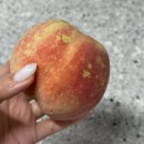 믿음농장 | 내돈내산 진짜 겨울복숭아, 순창 홍현농장 설숭아 후기