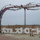 춘장대여기 | 대형견 동반 캠핑장, 충남 춘장대 솔내음 야영장, 대형견 가능 캠핑장, 해루질 캠핑장, 전기 사용 OK...