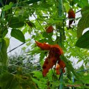 여우재산장 이미지