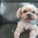 김포동물병원 | 김포 쎈텀 동물병원 6살 강아지 스케일링 후기