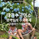 (태안수국명소) 팜카밀레 수국축제 후기 | 여름 태안가볼만한곳 추천
