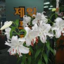 카사블랑카 이미지