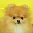 헬로펫샵 이미지