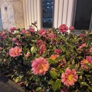 A0702 | [일본 오사카 1일차] 간사이 공항에서 오사카 시내 가는 법, 도톤보리 맛집