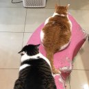 유구동물병원 이미지