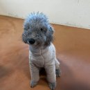 멍멍샤워 이미지