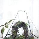 테라리움 클래스 이미지