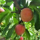 천일농장 이미지