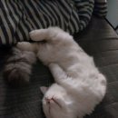 탑스동물병원 이미지