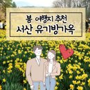 봄 여행지 서산 유기방가옥 수선화 축제(애견동반가능, 미스터션샤인 촬영지)23.04.01 방문 후기