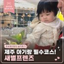 제주프렌즈 | 제주 새별프렌즈 후기｜10개월 아기와 가볼만한 제주 동물원 먹이주기 체험 솔직후기