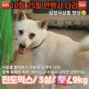 (안락사 임박)안락사된다는걸 직감하고 고집부리는 강아지 이미지