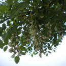 아까시나무에 대하여--아까시아나무 (X) 이미지