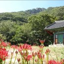 스테이 수림 이미지