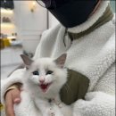 펫아미 강아지분양 고양이분양 동탄점 이미지