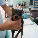 연서 동물병원 이미지