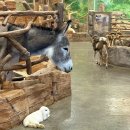 송정농장 | 울산 송정 아이랑 가볼만한곳 헬로우쥬 실내 동물원 체험