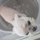 뽀삐미용실 네이버블로그
