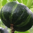 호박농장 이미지