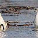 동읍1200 이미지