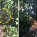 숲길 강아지 이미지