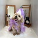 헤이도그 이미지