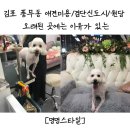 멍멍 스타일 이미지