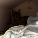 가남동물병원 이미지