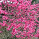 김구삼 Daum카페