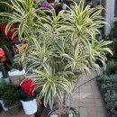 유정화원 이미지